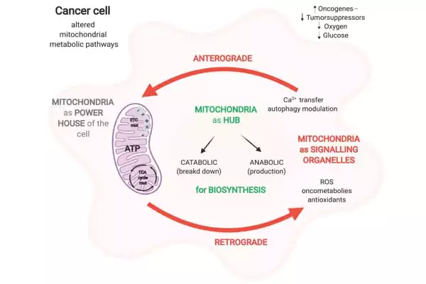 The-Metabolism-of-Lymphoma-Cells-may-provide-a-New-Cancer-Target-1