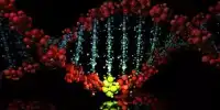 The Process of Correcting Inherited Gene Changes is Accelerated