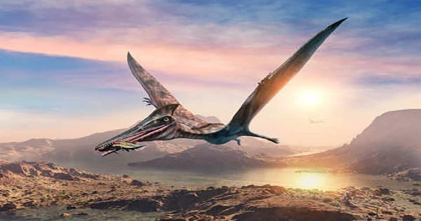 The Pterosaur Hop How the World’s Largest Ever Flying Creature Got Airborne