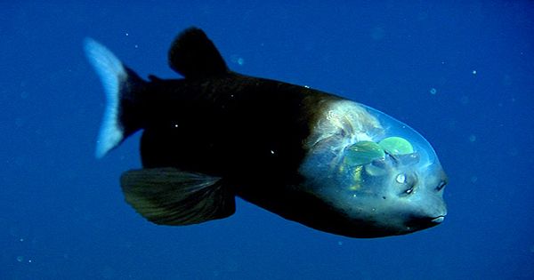 Watch This Alien-Like Fish Shows off Its See-Through Head in Incredible Video