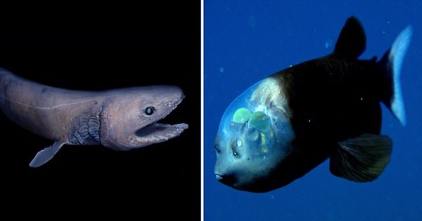 Watch This Alien-Like Fish Shows off Its See-Through Head in Incredible Video