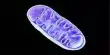 A Mouse Study Suggests, Gene Editing could be used to Treat Mitochondrial Illnesses