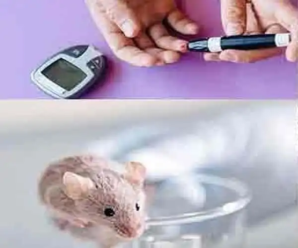Diabetes-is-Relieved-by-Removing-Defective-Cells-1