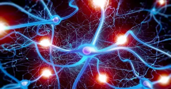 Exercise Changes the Chemistry of the Brain to Prevent Aged Synapses