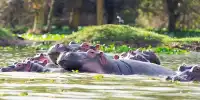 Hippos Honk at Pals and Poo-Nado Strangers, Scientists Discover