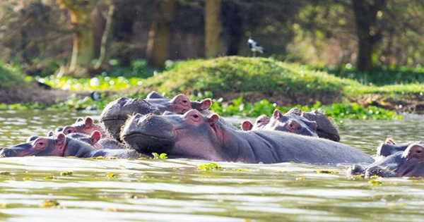 Hippos Honk at Pals and Poo-Nado Strangers, Scientists Discover