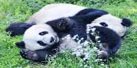 How Pudgy Pandas Stay So Pleasingly Chubby Despite Strict Bamboo Diet