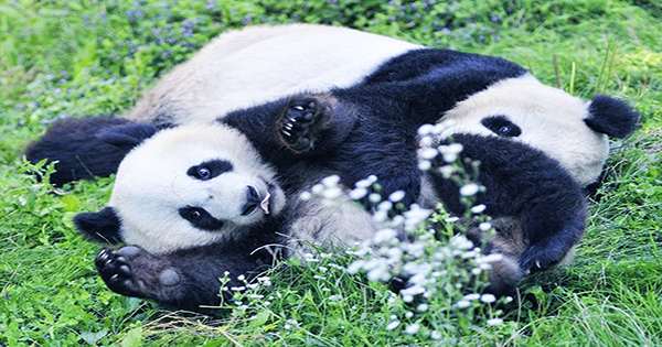 How Pudgy Pandas Stay So Pleasingly Chubby Despite Strict Bamboo Diet