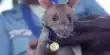 Magawa, the Medal-Winning, Landmine-Detecting Hero Rat, Has Died Aged Eight