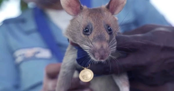 Magawa, the Medal-Winning, Landmine-Detecting Hero Rat, Has Died Aged Eight