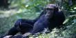 Nut-Cracking Doesn’t Come Naturally To Chimps, They Need Lessons in Tool Use