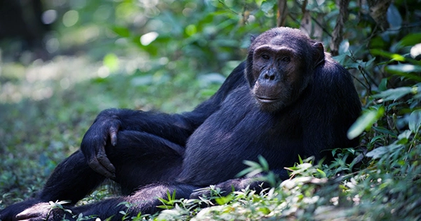 Nut-Cracking Doesn’t Come Naturally To Chimps, They Need Lessons in Tool Use