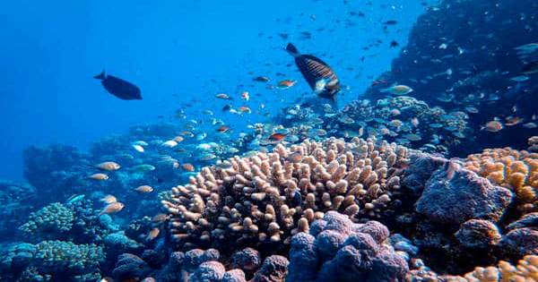 Remarkable Huge New Coral Reef Discovered Off Tahiti