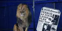 The Circus Owner Who Pretended His Lion Was not on the Loose in Birmingham City Center