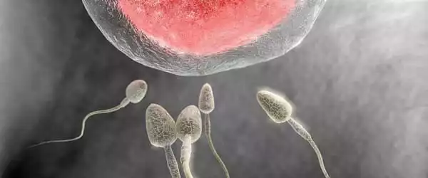 Tracing-Sperm-in-Natural-Gel-of-Sperm-could-lead-to-new-Contraceptive-Methods-1