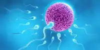 Tracing Sperm in Natural Gel of Sperm could lead to new Contraceptive Methods