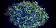 Tracking the HIV-infected Cells