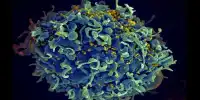 Tracking the HIV-infected Cells