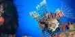 Weed Salads and Lionfish Sushi Could an Invasivore Diet Help Wildlife