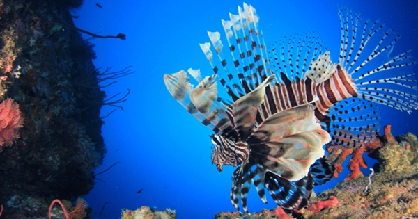 Weed Salads and Lionfish Sushi Could an Invasivore Diet Help Wildlife