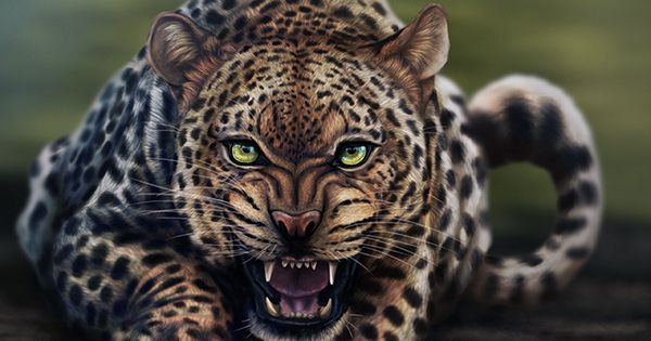 Wild Leopard Infected With SARS-CoV-2 Found In India – But How