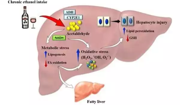 A-New-Study-Identifies-a-Possible-Target-for-Alcohol-related-Liver-Damage-1