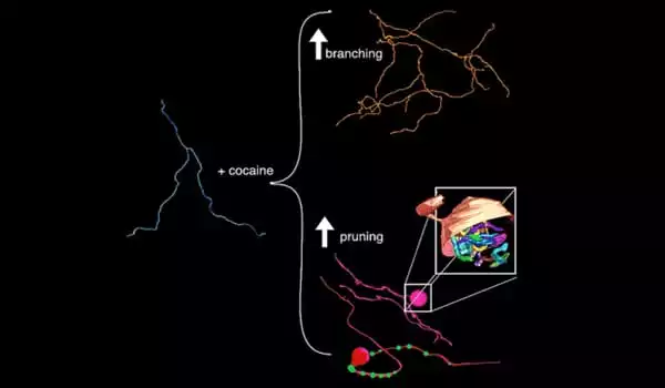 A-Study-Reveals-links-between-Addictive-Drugs-and-Mouse-Brain-Function-1