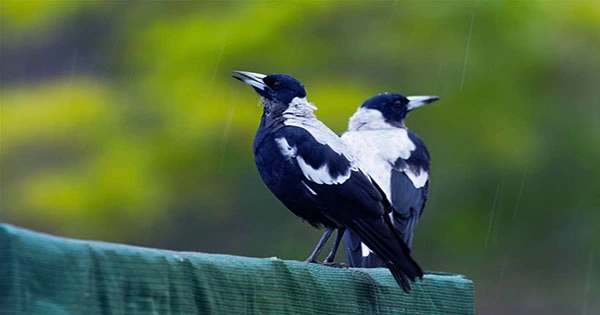 Altruistic Australian Magpies Peck Off Each Other’s Tracking Devices, Foiling Researchers