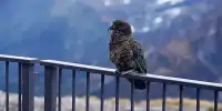 Cheeky Kea Parrot Steals GoPro, Capturing Its Cinematic Get-Away On Film