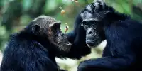 Chimps Seen Applying Smushed Bugs to Wounds as Possible Medicine