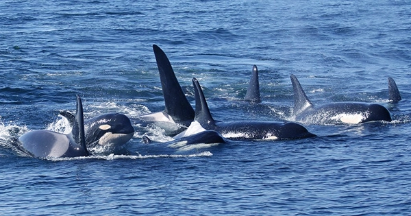 Crafty Orcas Are Teaching Each Other How to Steal from Fisheries