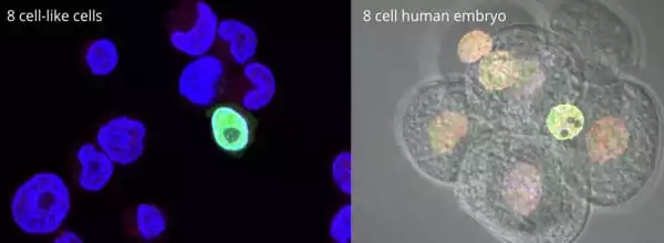 Discovery-of-a-New-Stem-Cell-Opens-up-new-way-for-studying-Human-Genomes-Awakening-1