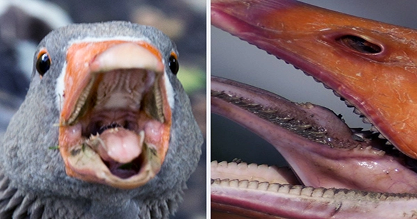 angry goose teeth