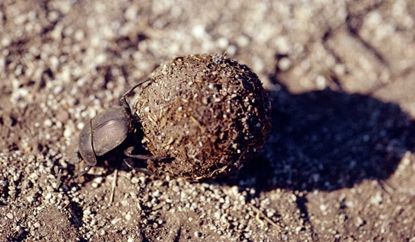 Dung-Beetles-Sense-of-Direction-is-hampered-by-Artificial-Light-1