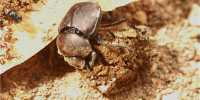 Dung Beetles’ Sense of Direction is hampered by Artificial Light
