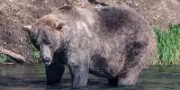 Gigantic California Bear to Be Killed For Breaking Into Homes, Outraging Residents