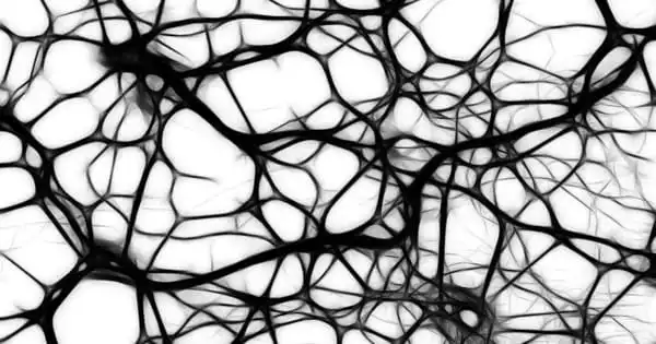 How a Protein Regulates Nerve Cell Development in the Brain