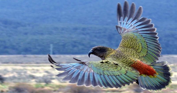 Kea