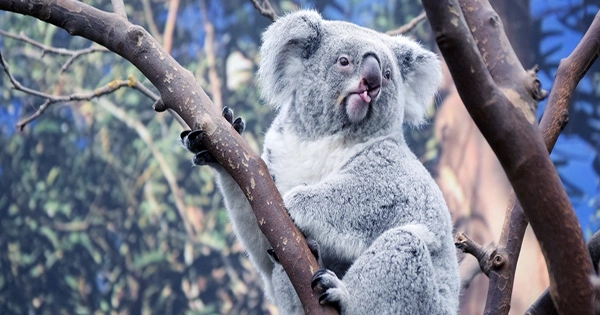 Koalas Officially Listed As Endangered As Multiple Threats Coincide