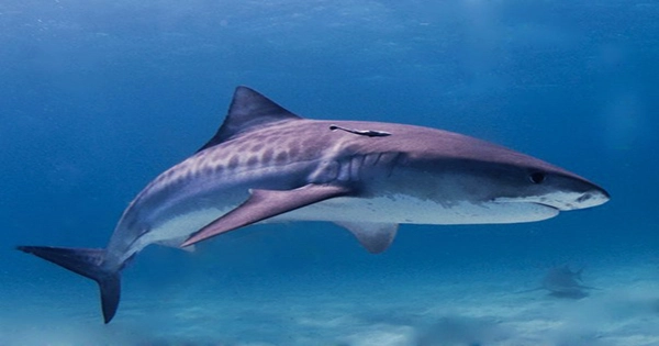 Rare Footage of Mating Sand Tiger Sharks Captured At Tennessee Aquarium