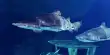 Rare Footage of Mating Sand Tiger Sharks Captured At Tennessee Aquarium