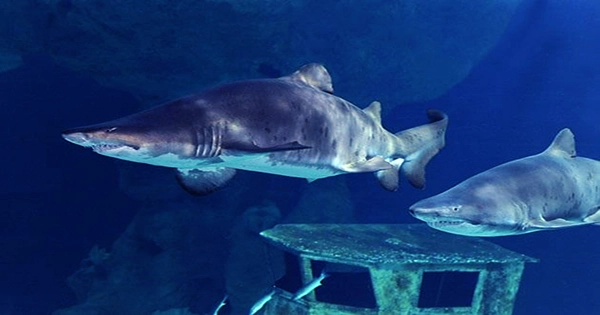 Rare Footage of Mating Sand Tiger Sharks Captured At Tennessee Aquarium