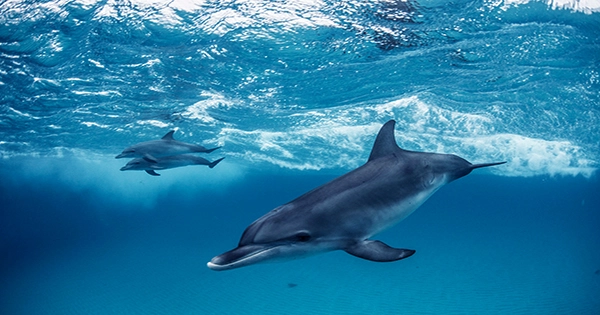 Scientists Are Serenading Dolphins in an Effort to Communicate