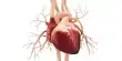 Some Heart Tissue can be Regenerated by Mechanical Hearts