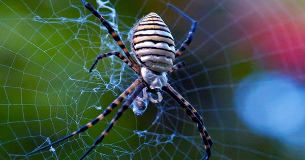 Spiders’ Webs May Act As Highly Sensitive External Eardrums