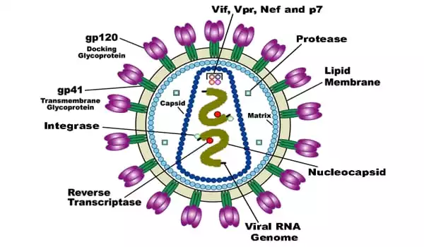 Study-Revealed-how-HIV-Replicates-in-the-Human-Body-1