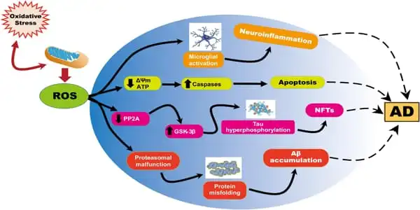 Study-Suggests-Mitochondrial-Malfunction-is-linked-to-Age-related-Cognitive-Problems-1