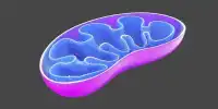 Study Suggests Mitochondrial Malfunction is linked to Age-related Cognitive Problems