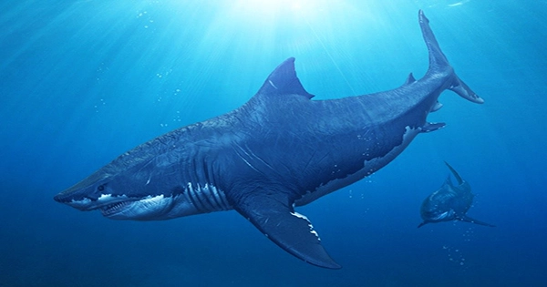 Turns Out, We Still Don’t Know What Megalodon Actually Looked Like