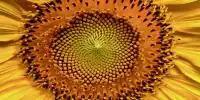 Brand New Fibonacci sequence Discovered by Accident in Attempt to Harvest Sunlight